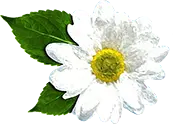 white-flower